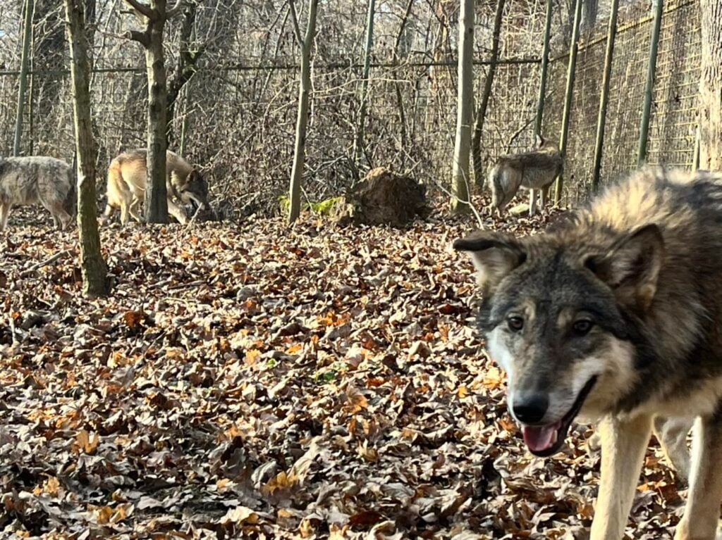 lupi-zoo-sibiu-3-zxcs
