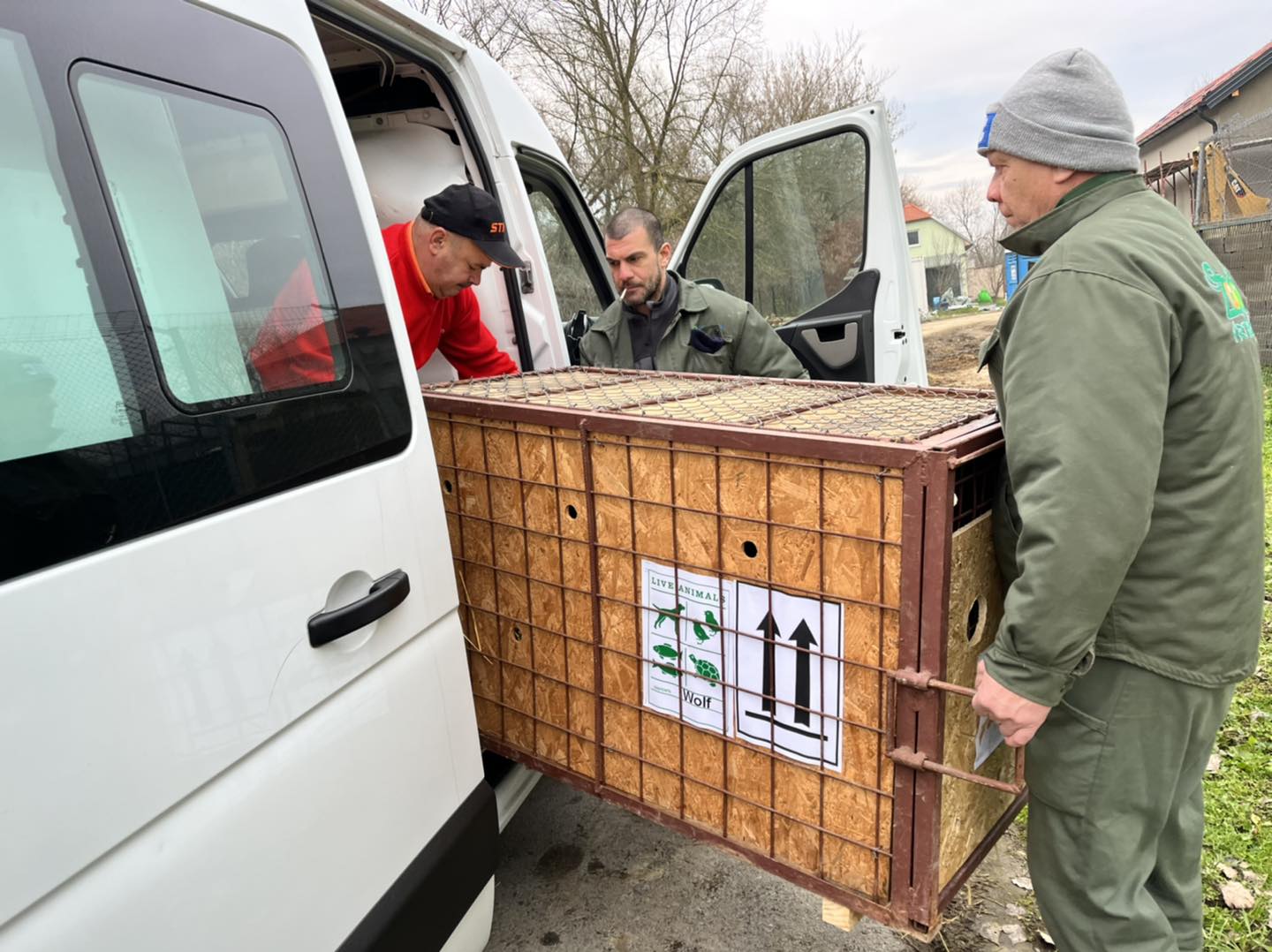 Nou la Zoo Sibiu - șase lupi, aduși din Croația: „Moșul a venit cu un cadou frumos”