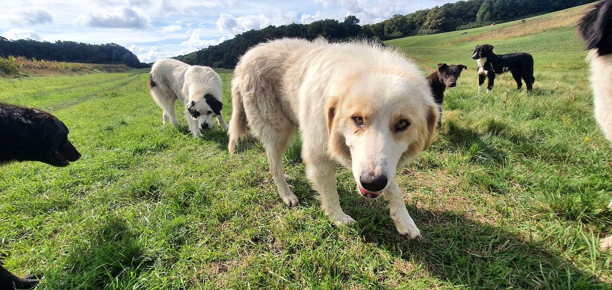 Pe toată Via Transilvanica. După două săptămâni, drumul care unește ne-a ținut o lecție de istorie