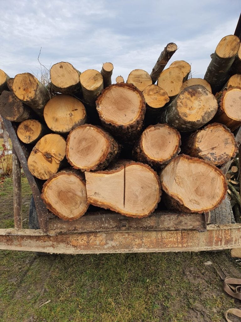 furt-lemne-2-foto-ipj-1-bgsb