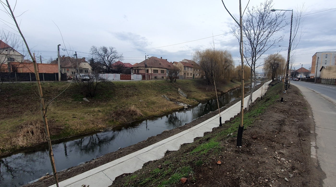 Noile sălcii de pe Cibin, mai subțiri decât era prevăzut. Primăria: era nevoie de gropi prea mari pentru copacii de talie mare