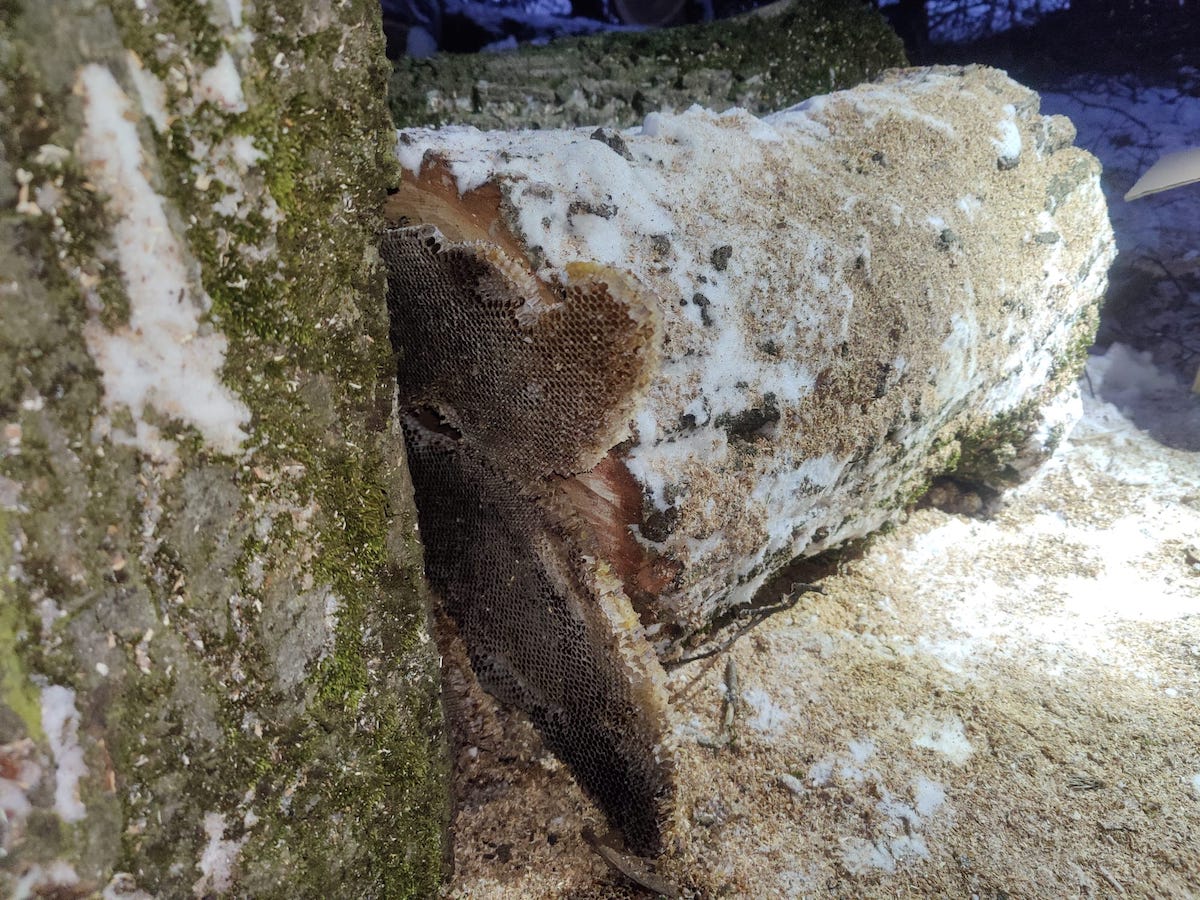 Colonie de lilieci, tăiată cu drujba în parcul Sub Arini. Animalele protejate de lege au fost lăsate să înghețe