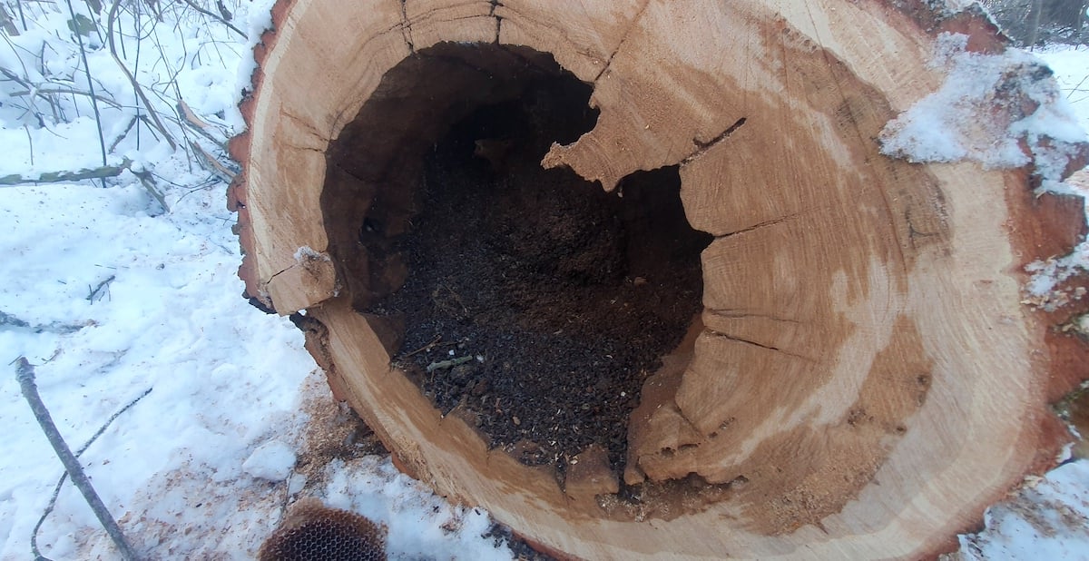 Colonie de lilieci, tăiată cu drujba în parcul Sub Arini. Animalele protejate de lege au fost lăsate să înghețe