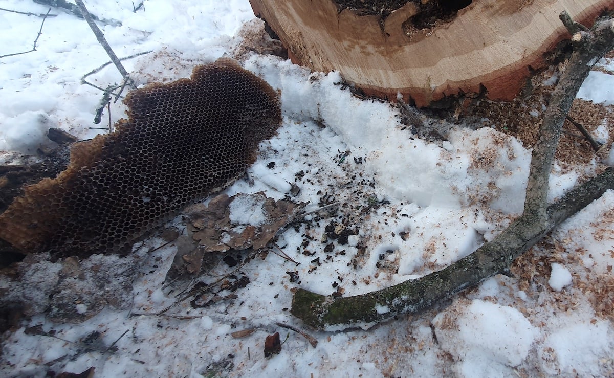 Colonie de lilieci, tăiată cu drujba în parcul Sub Arini. Animalele protejate de lege au fost lăsate să înghețe