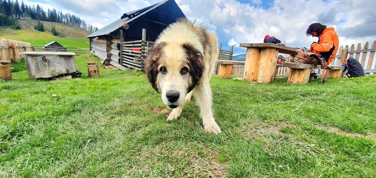 Pe toată Via Transilvanica. Ziua 2: spectaculos pare puțin spus