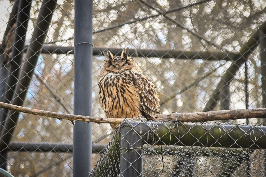 animale-noi-bufnit-a-zoo-sursa-foto-primaria-fb1-n5ei