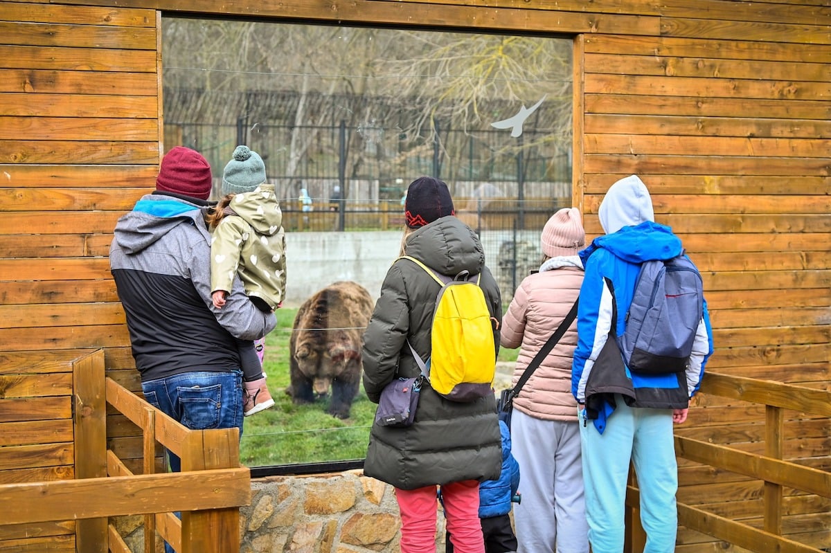 Ce facem în weekend? Târg de jucării la Muzeul Astra, intrare gratuită la ZOO și Lacul lui Binder pentru copii, cursa cu rățuște și drumeții