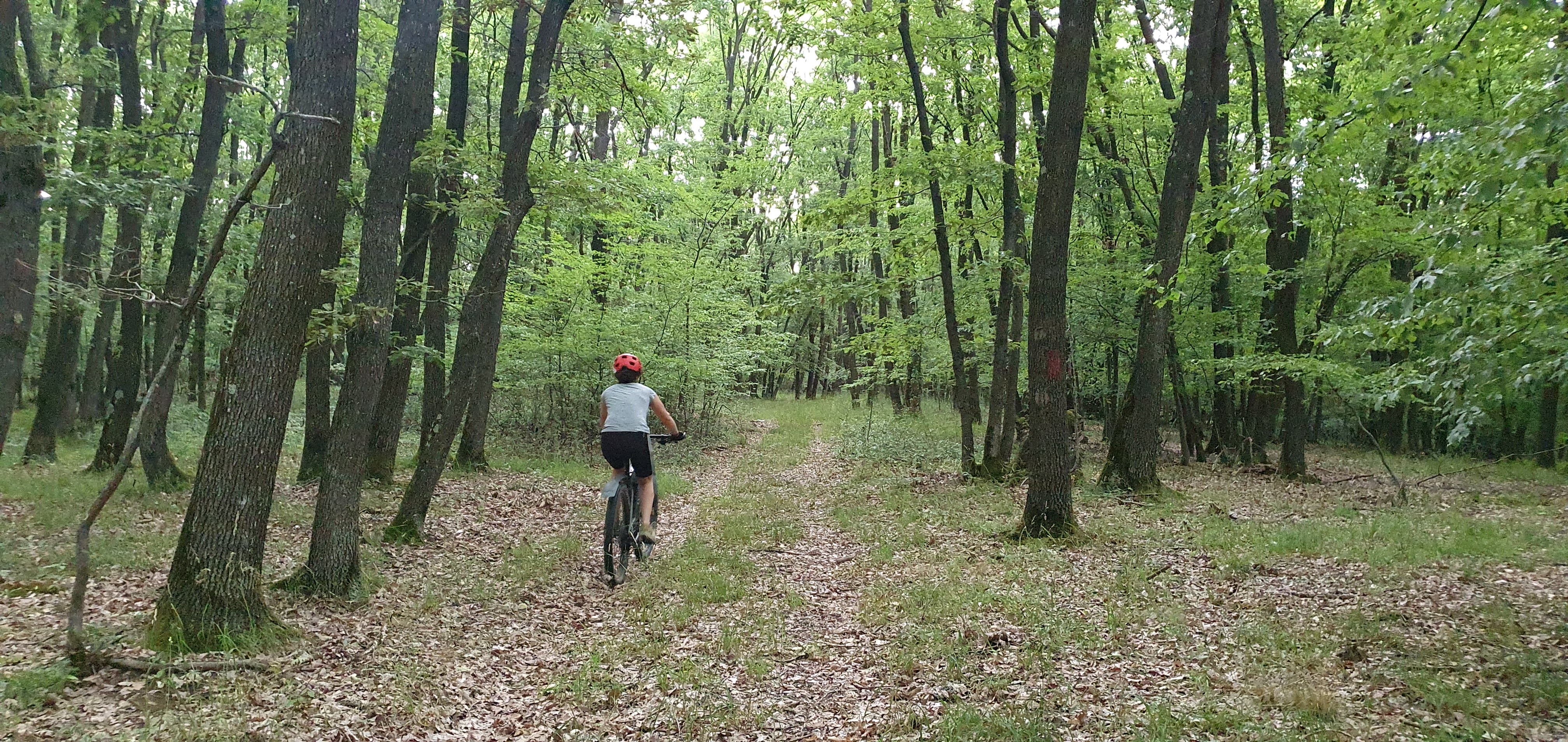 Top 5 locuri în care evadezi în natură, la doi pași de Sibiu: de la delta de pe Cibin, la minunata rețea de poteci din pădure