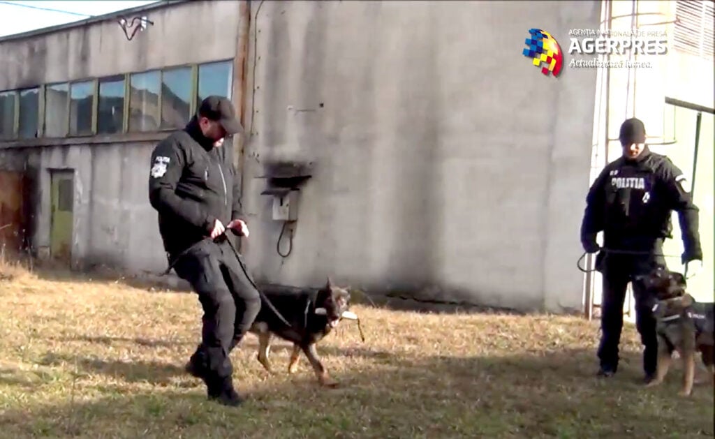 caini-politie-sibiu-kll2