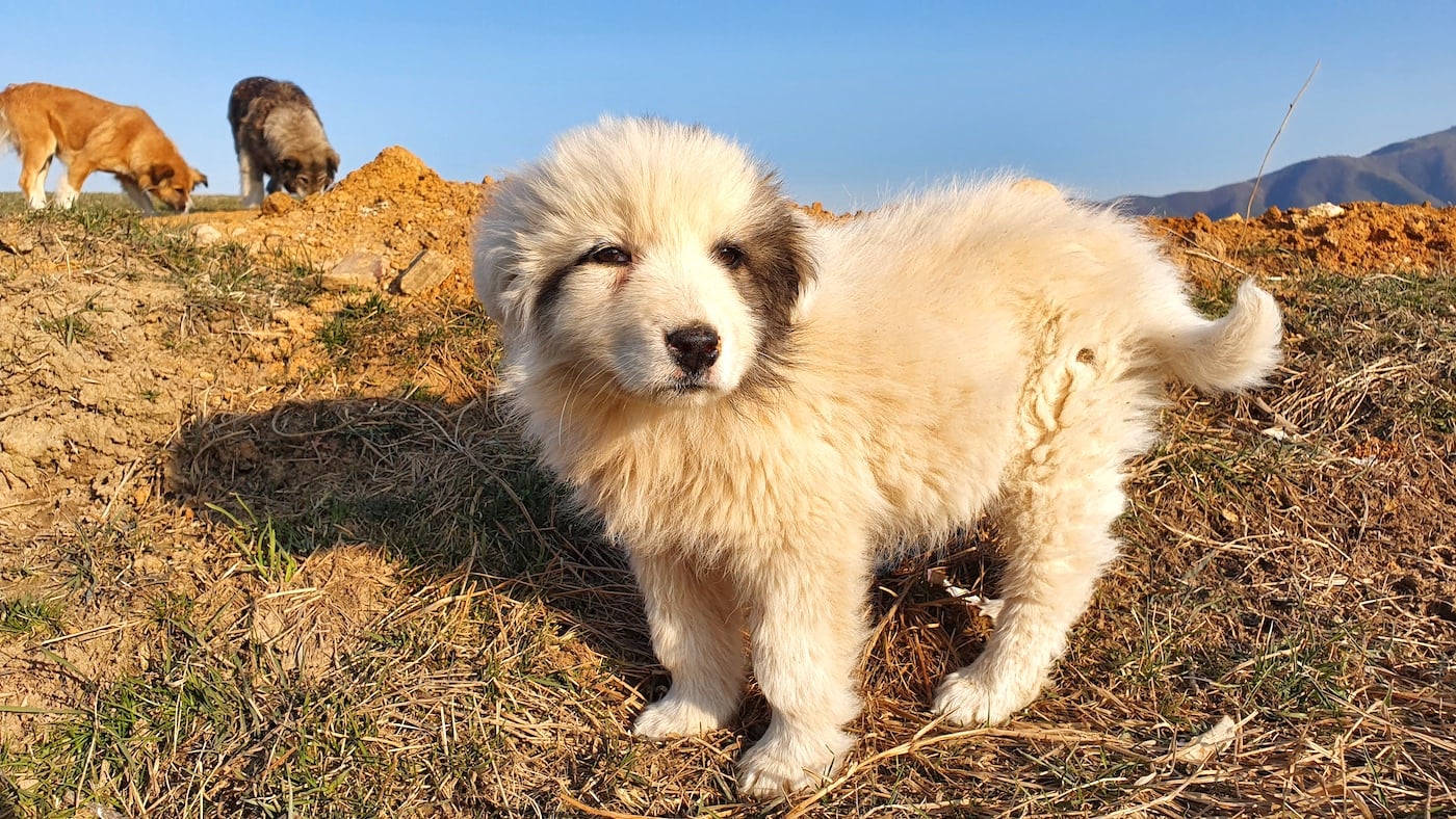 Top 5 locuri în care evadezi în natură, la doi pași de Sibiu: de la delta de pe Cibin, la minunata rețea de poteci din pădure