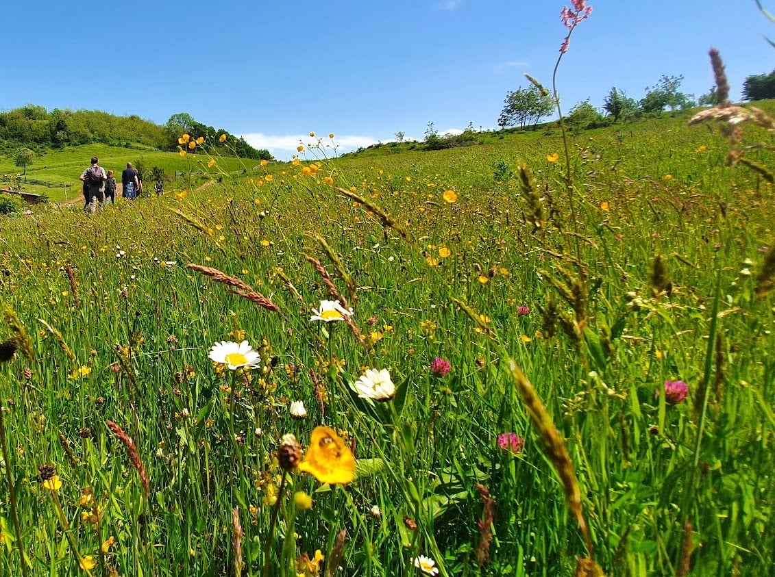 Top 5 locuri în care evadezi în natură, la doi pași de Sibiu: de la delta de pe Cibin, la minunata rețea de poteci din pădure
