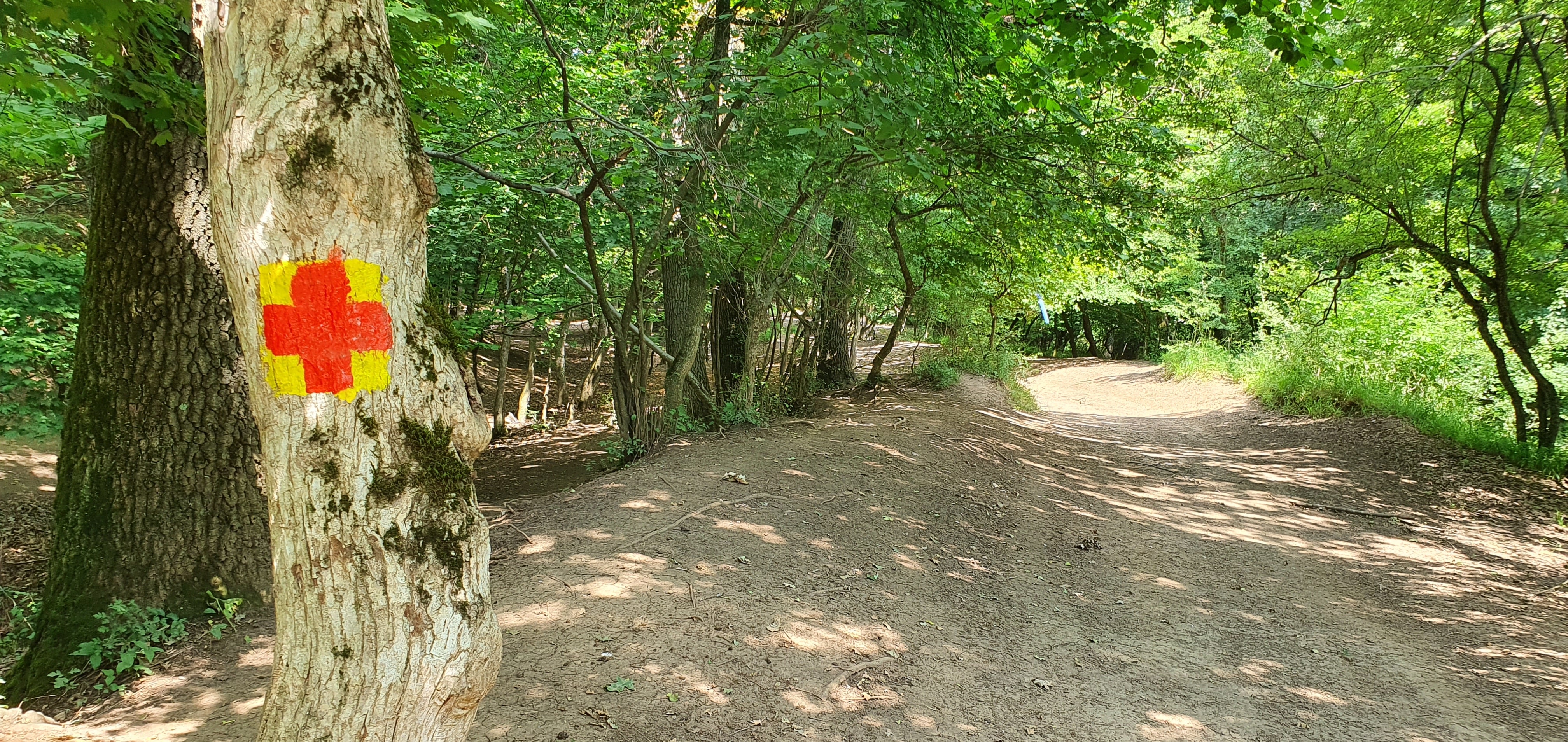 Top 5 locuri în care evadezi în natură, la doi pași de Sibiu: de la delta de pe Cibin, la minunata rețea de poteci din pădure