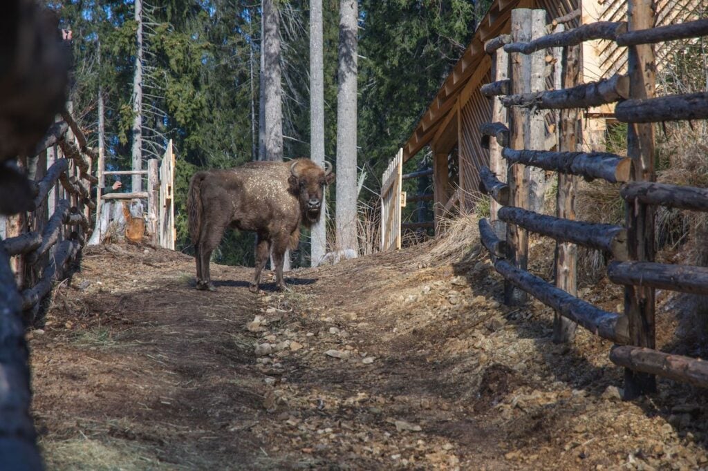 Unul din zimbrii eliberați în zona Nucșoara. Foto: Călin Șerban Bunea / Fundația Conservation Carpathia