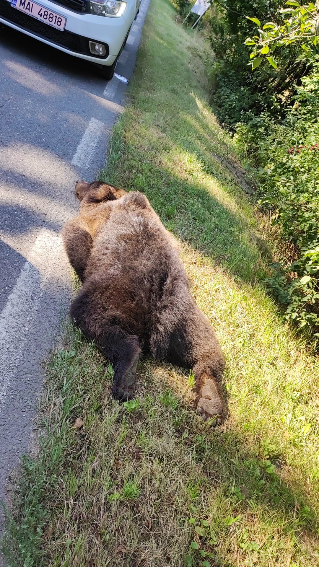 Urs lovit de o mașină, între Cisnădie și Șelimbăr, aproape de ora prânzului