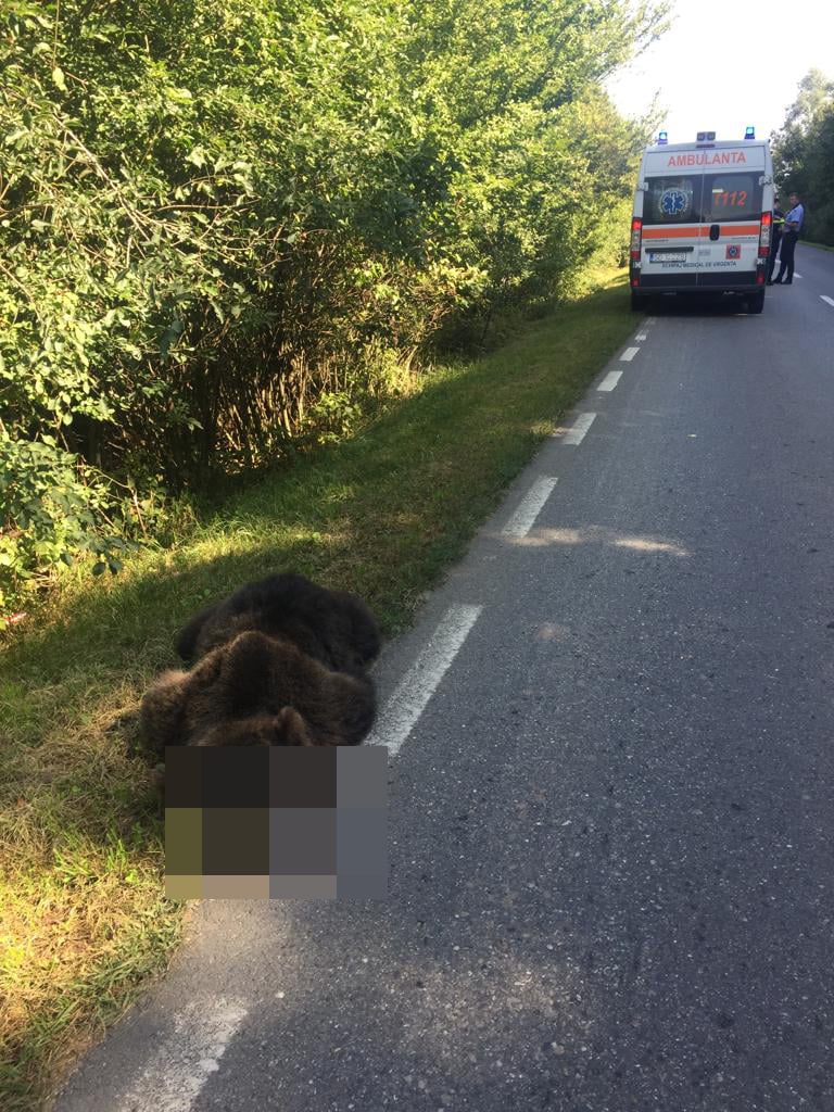 Urs lovit de o mașină, între Cisnădie și Șelimbăr, aproape de ora prânzului
