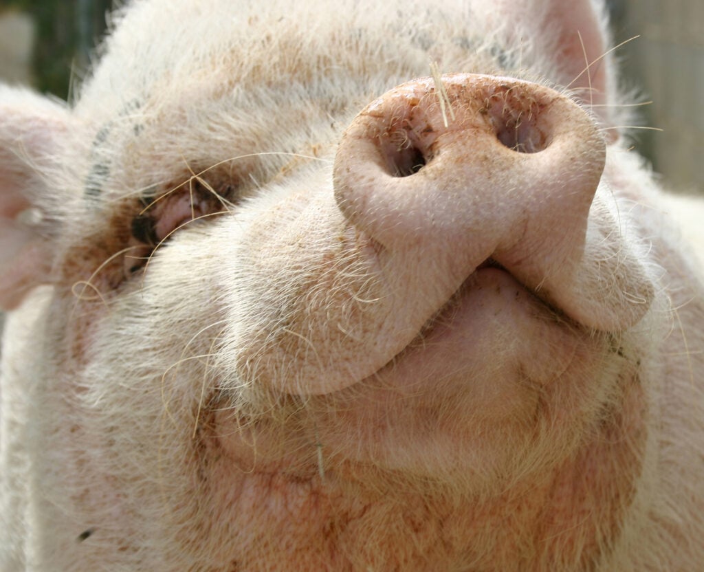 porc-foto-depositphotos-2610764-l-fsda