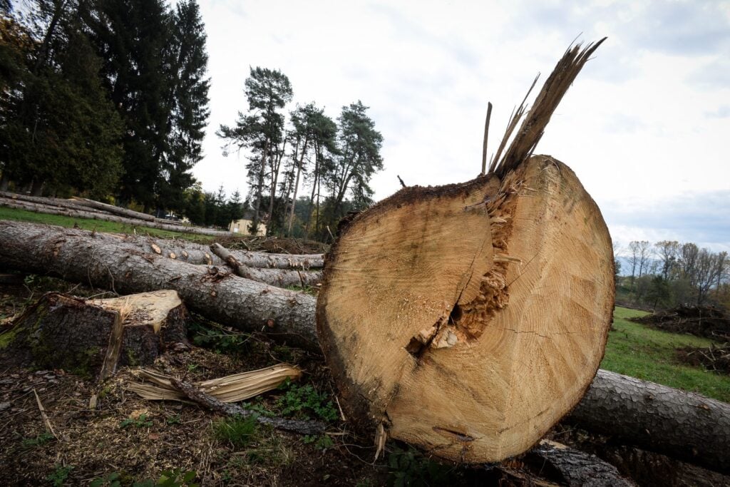 Administrarea pădurilor reprezintă una dintre cele mai profitabile afaceri ale companiilor de stat din Sibiu. Foto: arhiva turnulsfatului.ro