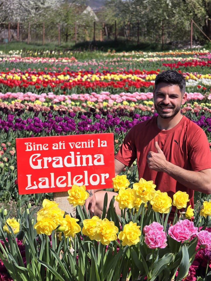 După ce a muncit în Olanda, un sibian și-a deschis grădină cu lalele pe 2.000 de mp. Accesul liber pentru vizitatori și fotografii profesionale gratuite