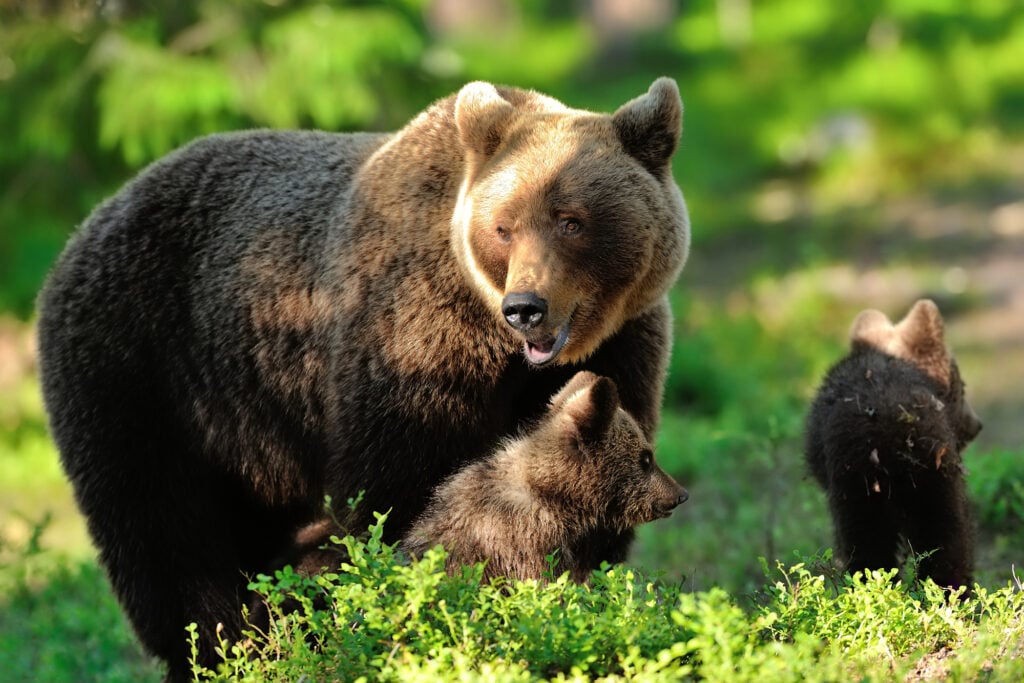 Mother bear with cubs. Momma bear with cubs. Bear family in forest.