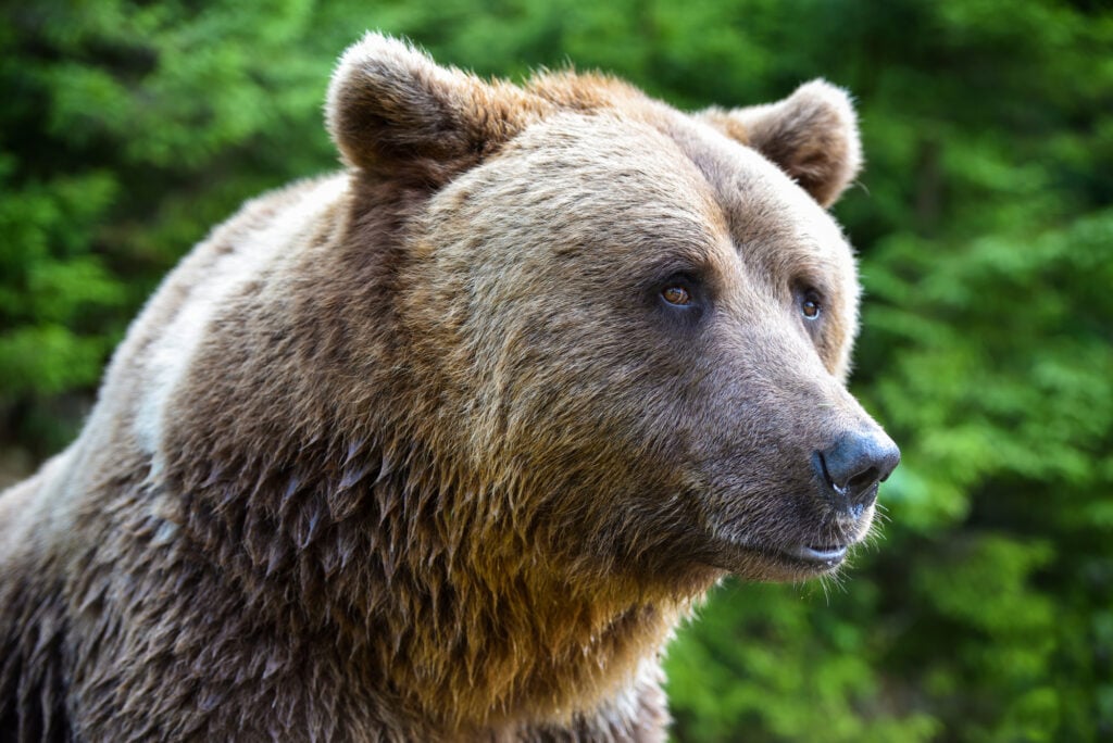 Brown bear portrait. Side view of bear face.