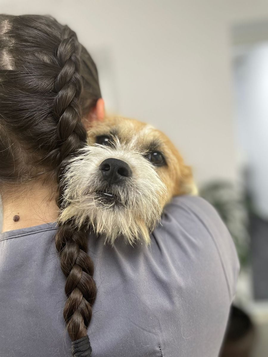 Campania de sterilizări a început luni, 3 august/Foto: Animal Life Sibiu