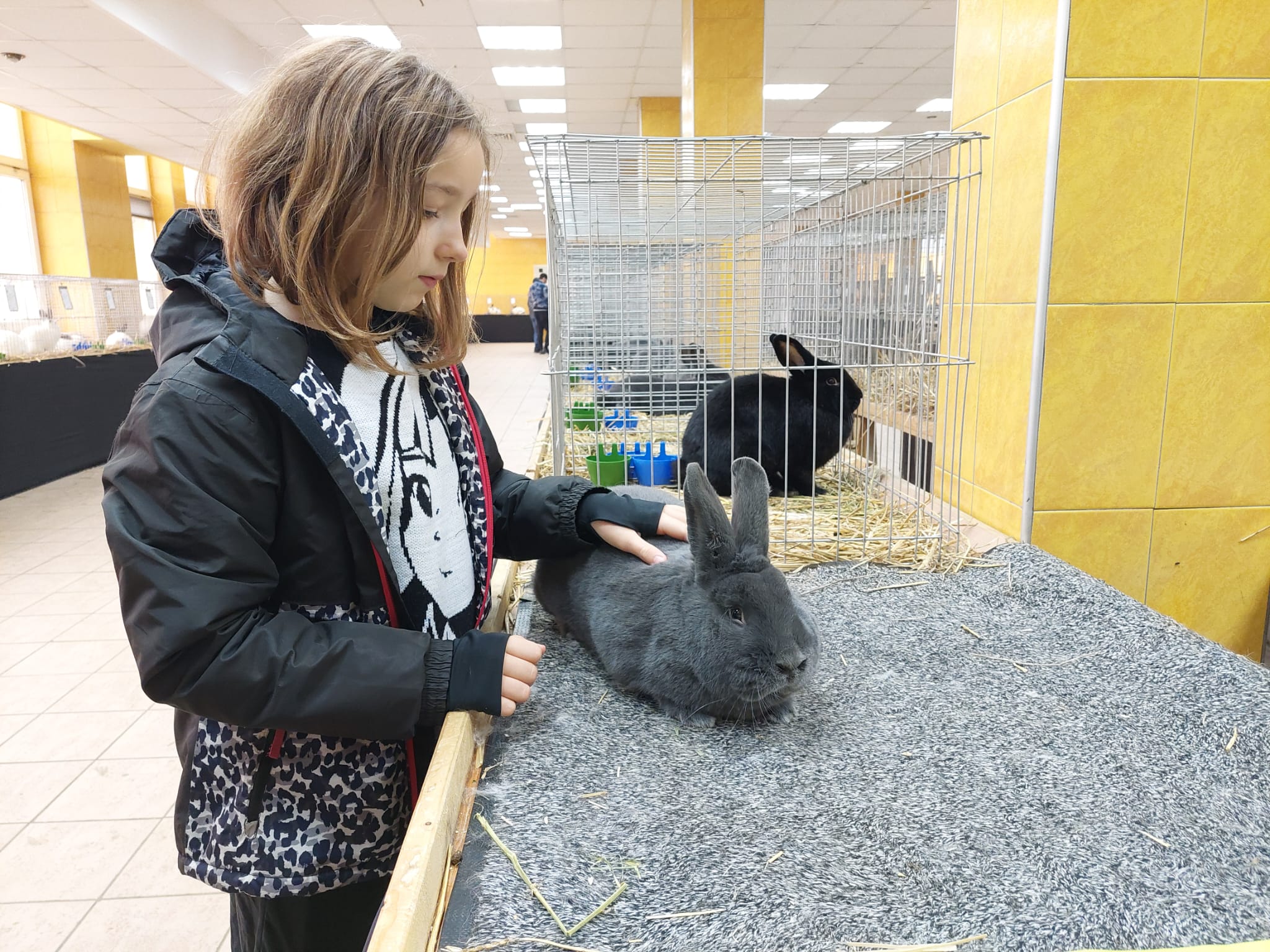 Am fost la o expoziție de iepuri de rasă în Sibiu. Pufoșeniile pot fi admirate, dar și cumpărate. Președinte asociație: „Se adresează tuturor”