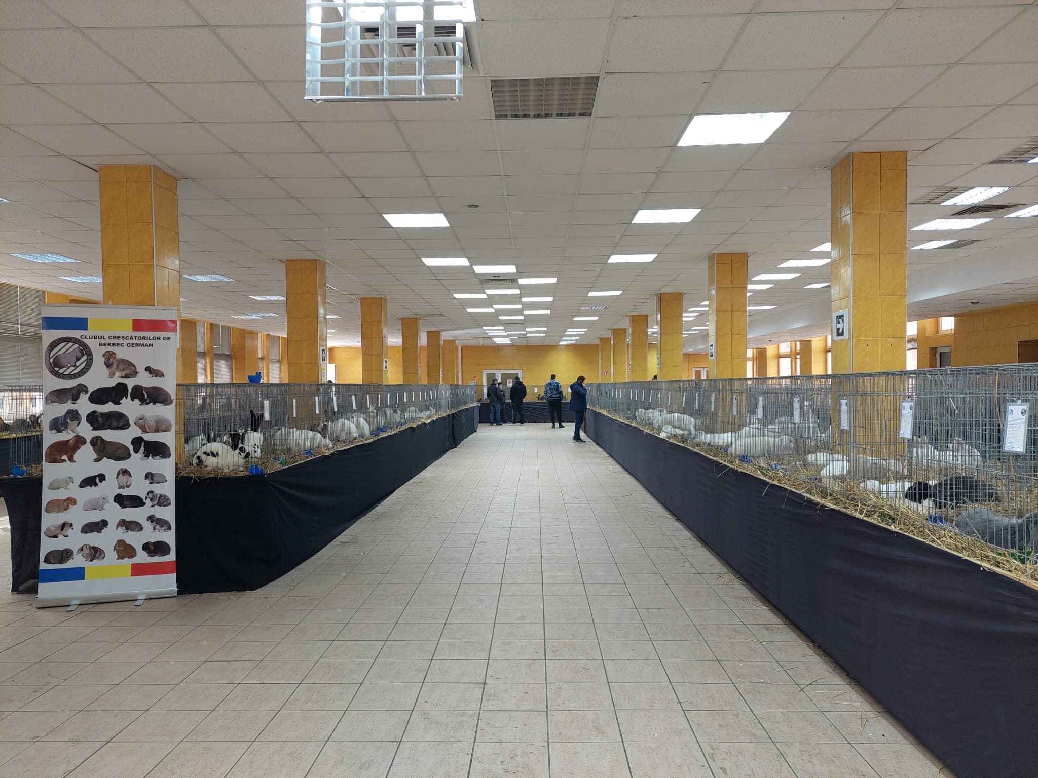 Am fost la o expoziție de iepuri de rasă în Sibiu. Pufoșeniile pot fi admirate, dar și cumpărate. Președinte asociație: „Se adresează tuturor”