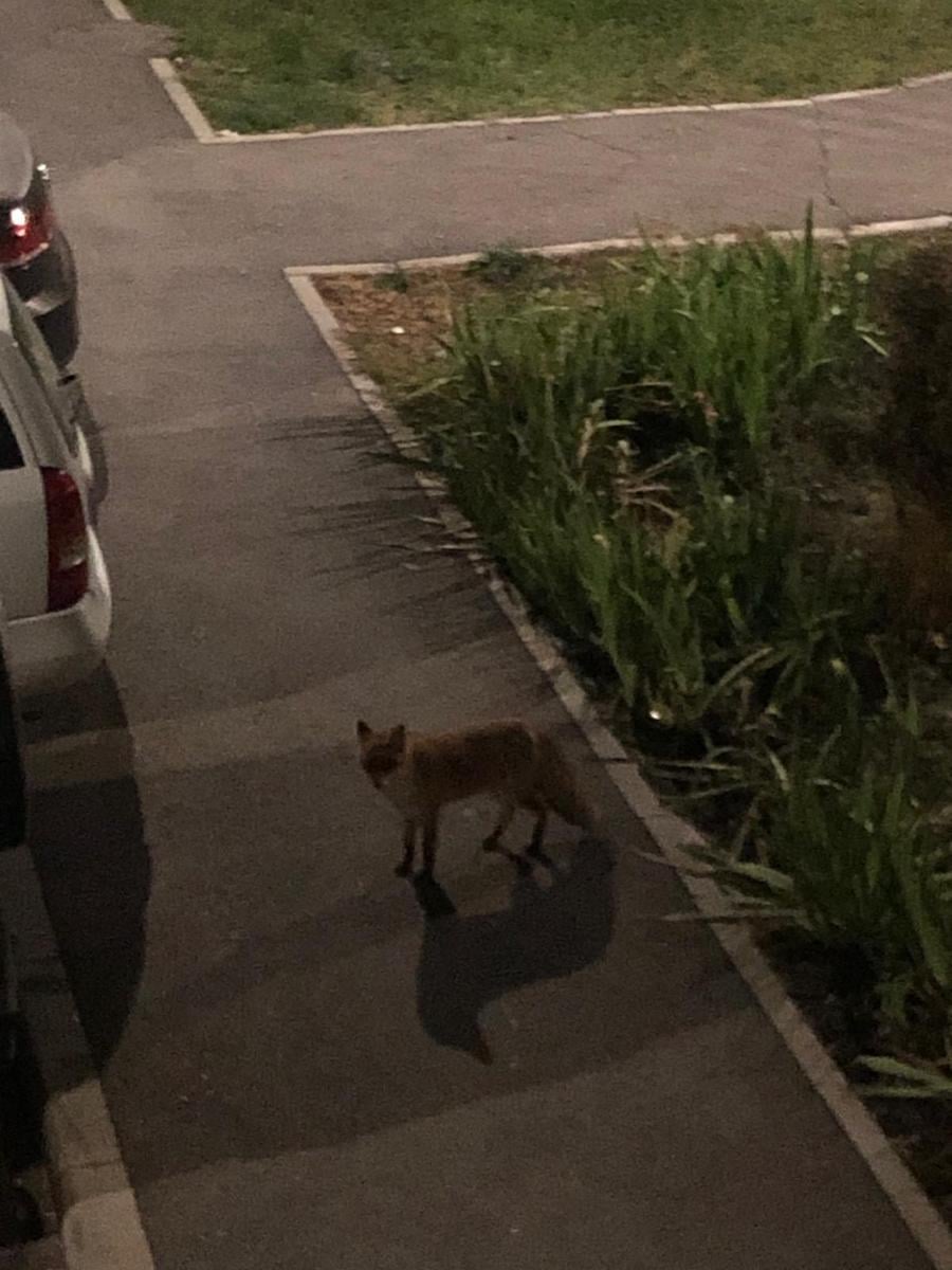 Vulpe filmată la plimbare în cartierul Ștrand