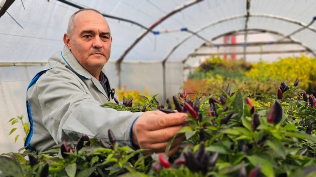 dan-lazarean-ardei-iuti-chilli-foto-agrointeligenta-c43p