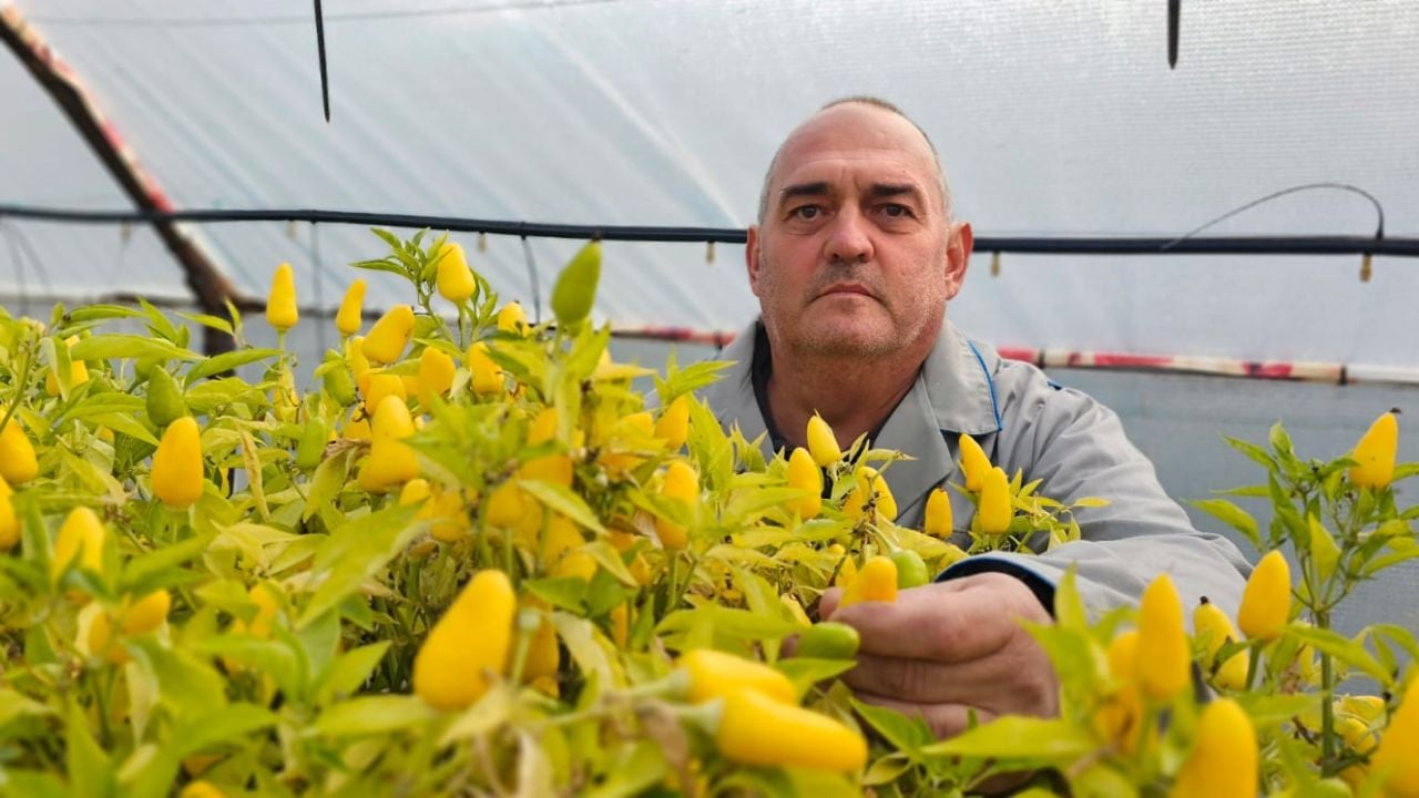 Doi medieșeni și-au deschis afacere part-time: Dan și Gyongyi cultivă legume pe un teren de 1.300 de metri pătrați. Ciolamada, bulionul și ardeii iuți murați, printre cele mai vândute