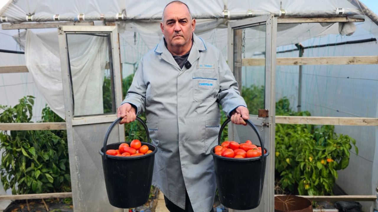 Doi medieșeni și-au deschis afacere part-time: Dan și Gyongyi cultivă legume pe un teren de 1.300 de metri pătrați. Ciolamada, bulionul și ardeii iuți murați, printre cele mai vândute