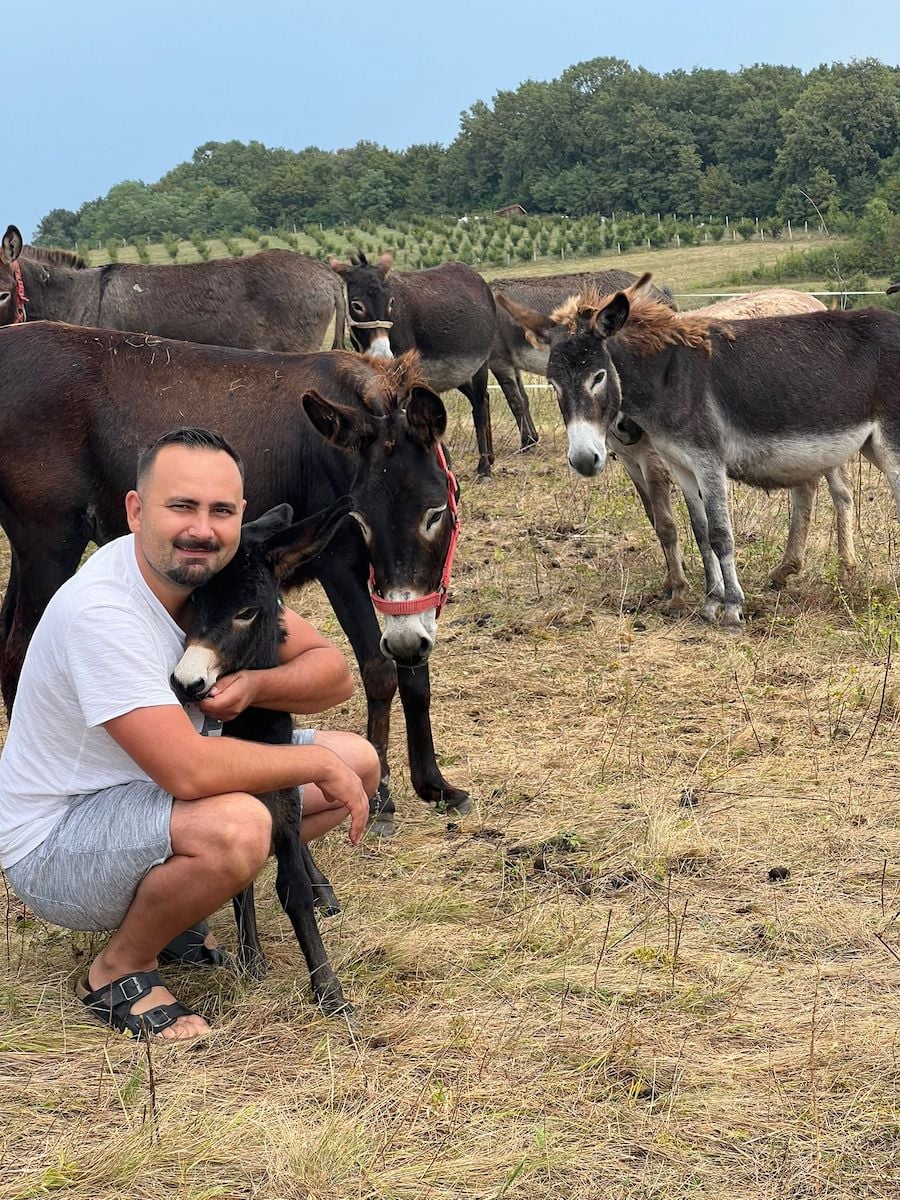 Un frizer sibian și-a deschis fermă de măgăruși la Nocrich. „Vreau ca această afacere să fie pentru mine un stil de viață pe care să-l las moștenire chiar și nepoților”