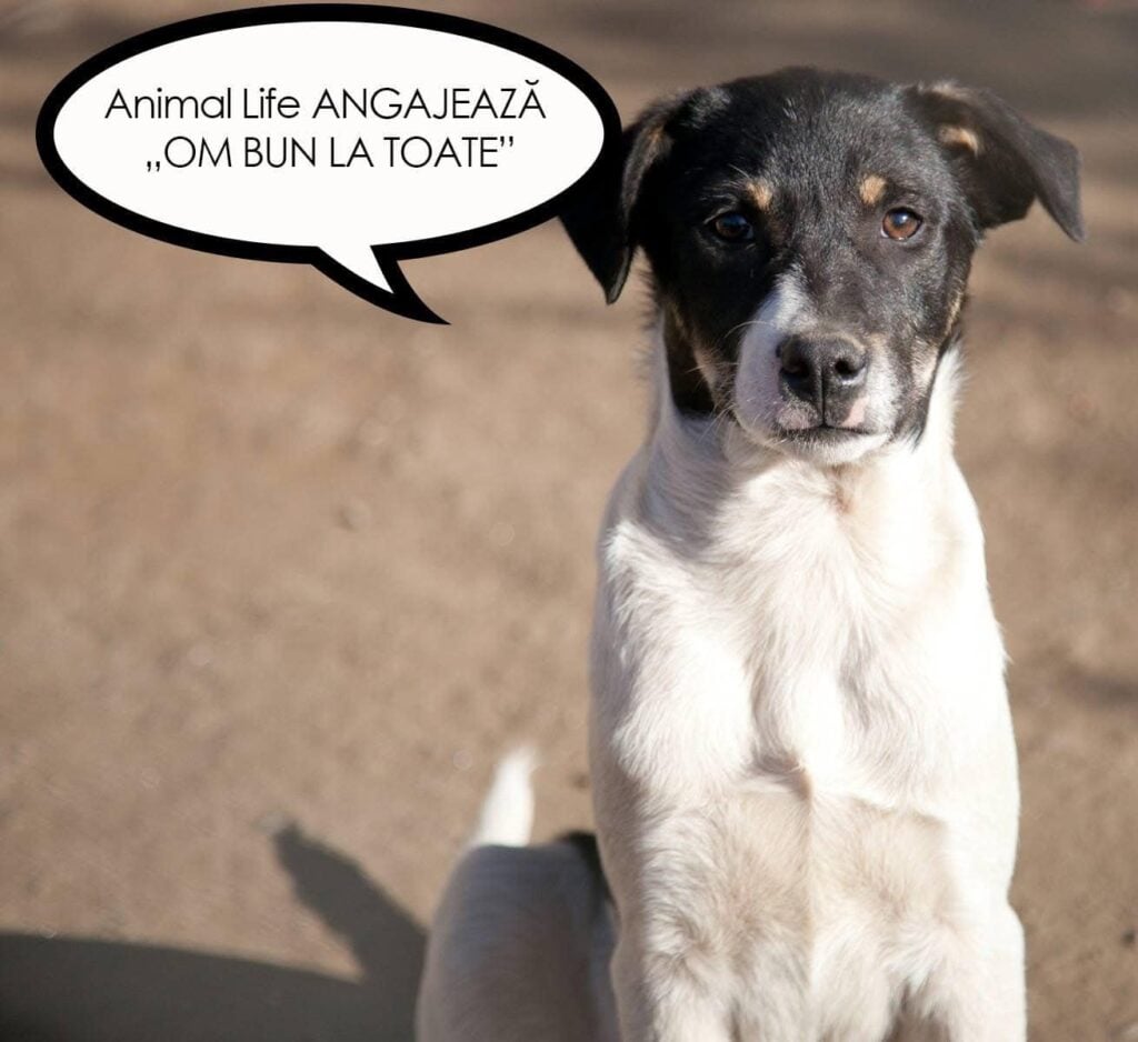 caine-om-bun-la-toate-aiby