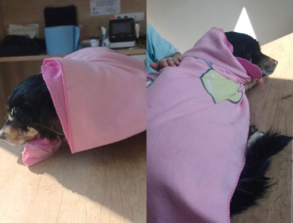 caine-salvat-foto-animal-life-mggv