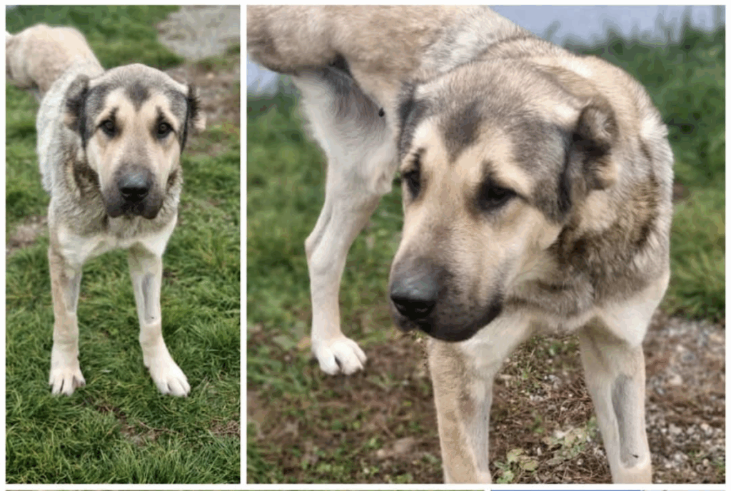 caya-animal-life-uyae