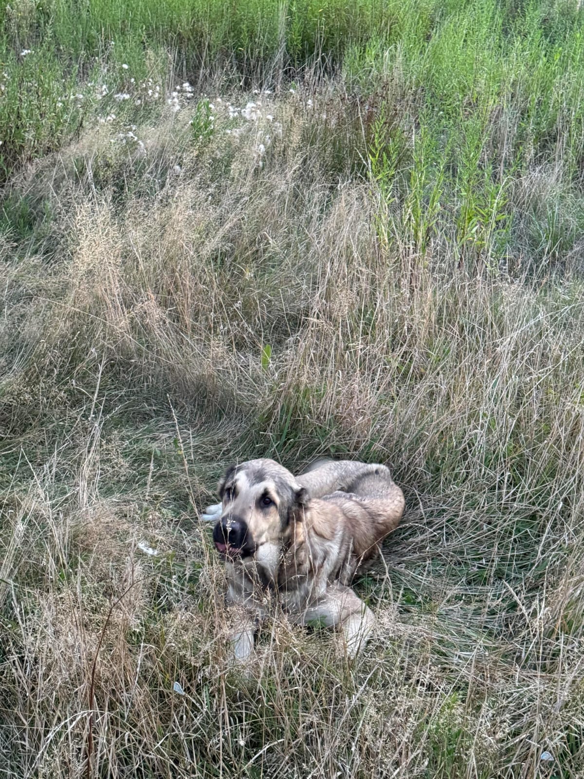 „A avut puterea să lupte. Cu o voință de fier, s-a adaptat la viața în trei picioare”. Caya, o cățelușă abandonată în câmp și salvată de Animal Life, își caută o familie