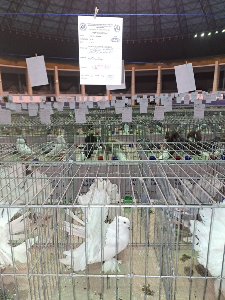 expozitie-poumbei-sibiu4-8odu