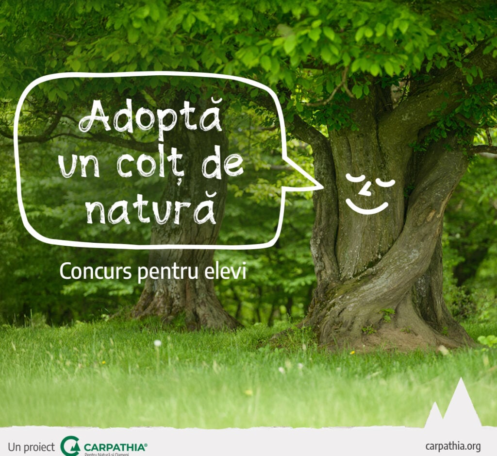 vizual-adopta-un-colt-de-natura-6cfs