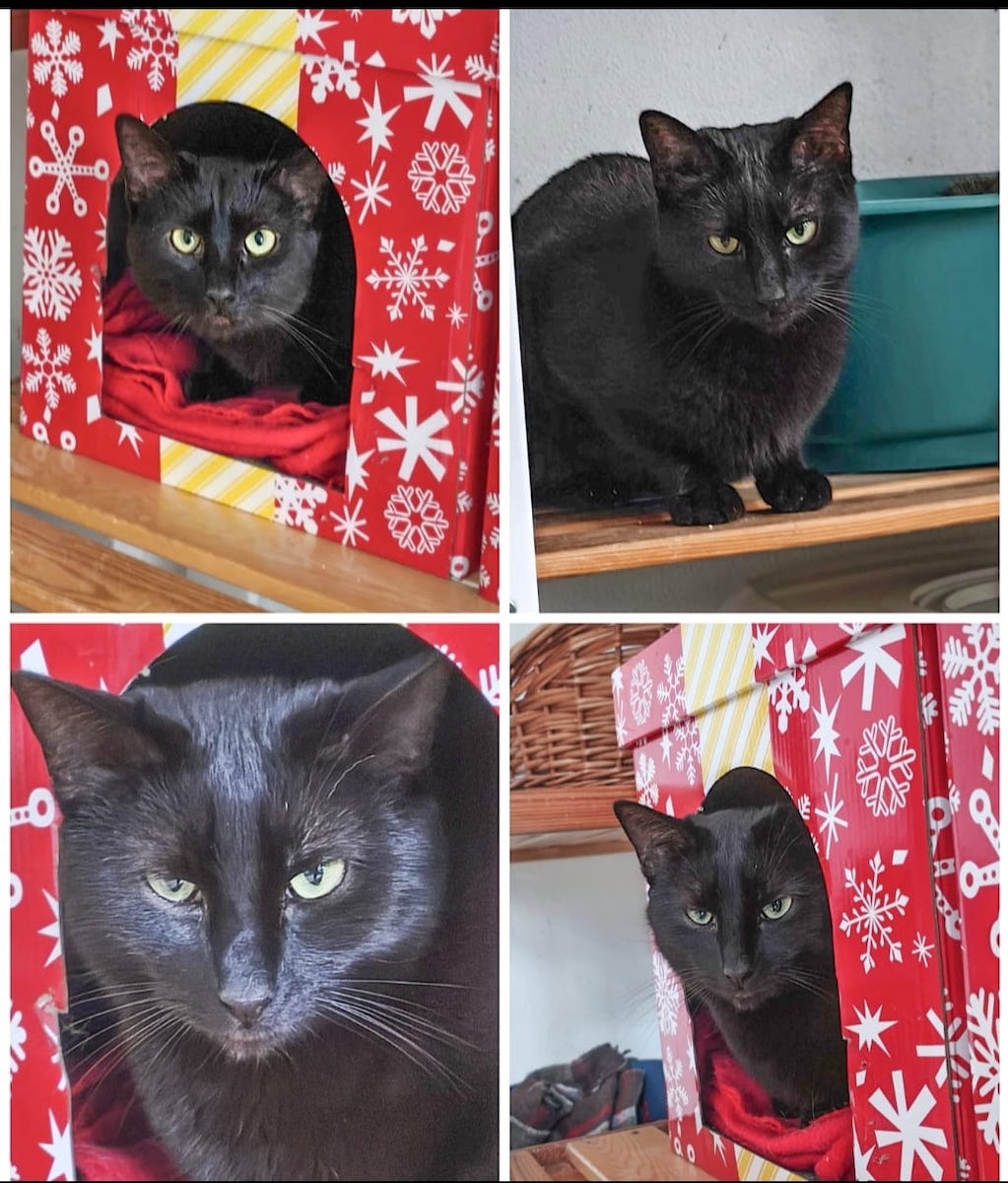 Abandonat în câmp alături de mama și frații lui și salvat de Asociația Animal Life, motanul Bob își caută o familie. „Cei care vor avea răbdare cu el vor descoperi un motan extraordinar de iubitor și devotat”