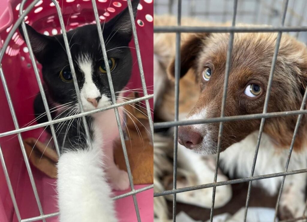 caine-pisica-campanie-sterilizare-animal-life-mjvr