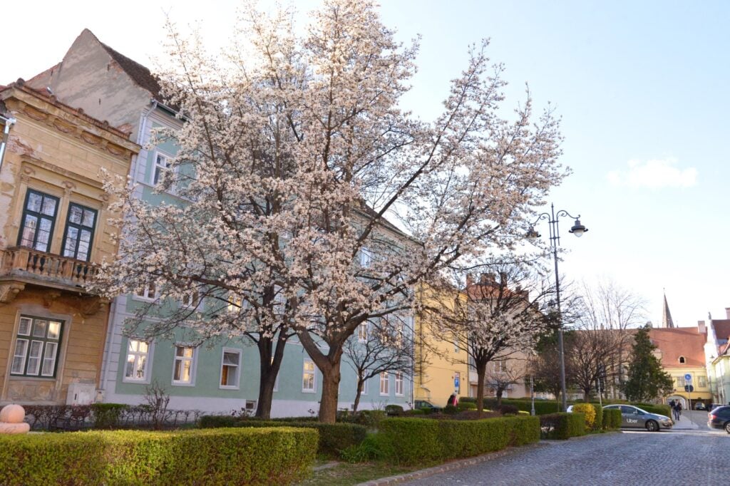primavara-copaci-infloriti-strada-arhivelor1-ptfx