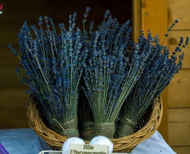 Un cuplu din Sibiu și-a deschis afacere cu lavandă cu investiție de 2.000 de euro. „La început, erau butași de 12 centimetri, iar acum sunt tufe pe care nu le poți cuprinde cu mâinile”