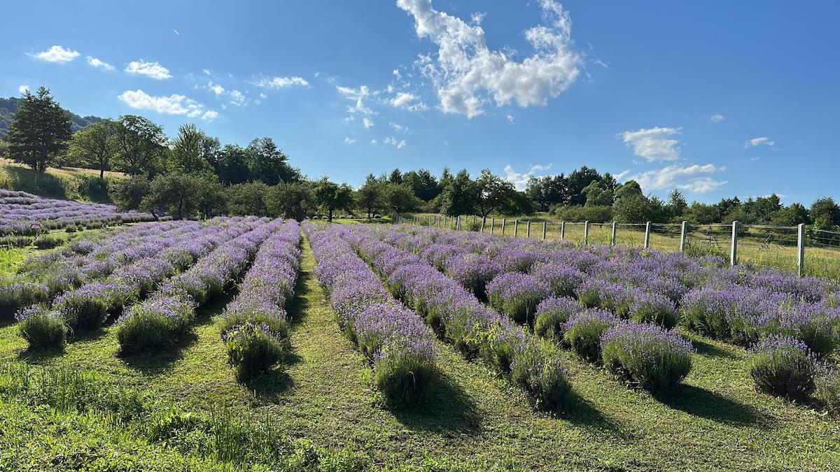Un cuplu din Sibiu și-a deschis afacere cu lavandă cu investiție de 2.000 de euro. „La început, erau butași de 12 centimetri, iar acum sunt tufe pe care nu le poți cuprinde cu mâinile”