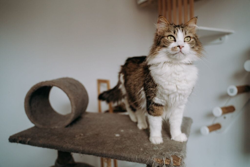 pisica-asociatia-pan-omar