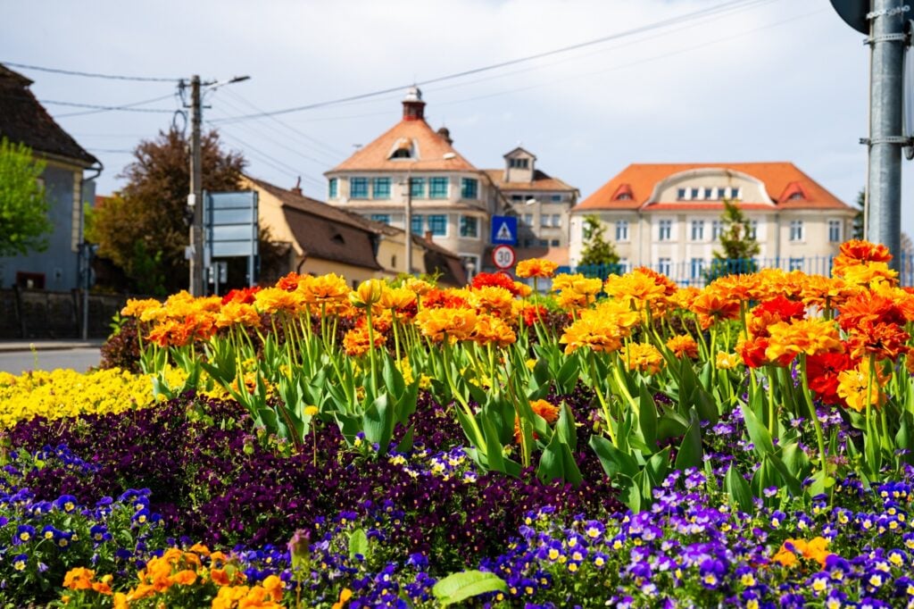 sibiu-flori-spatii-verzi-foto-primarie-2-yxgh