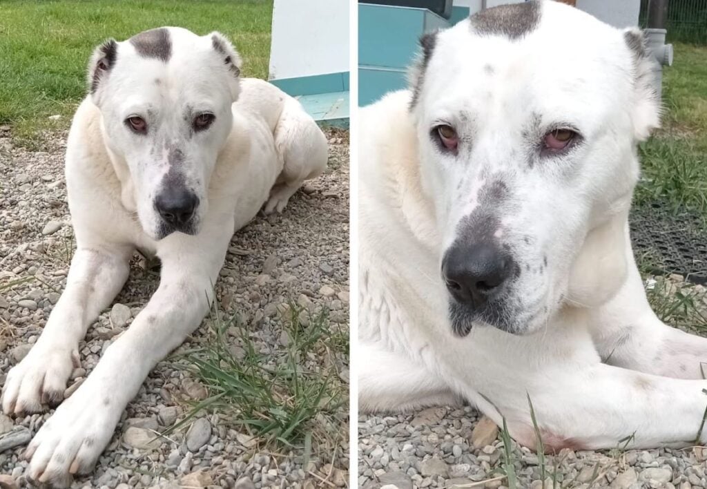 penny-animal-life-9lnq