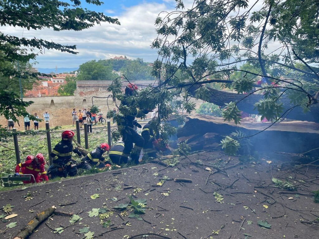 arbore-cazut-brasov-foto-primarie-eh19