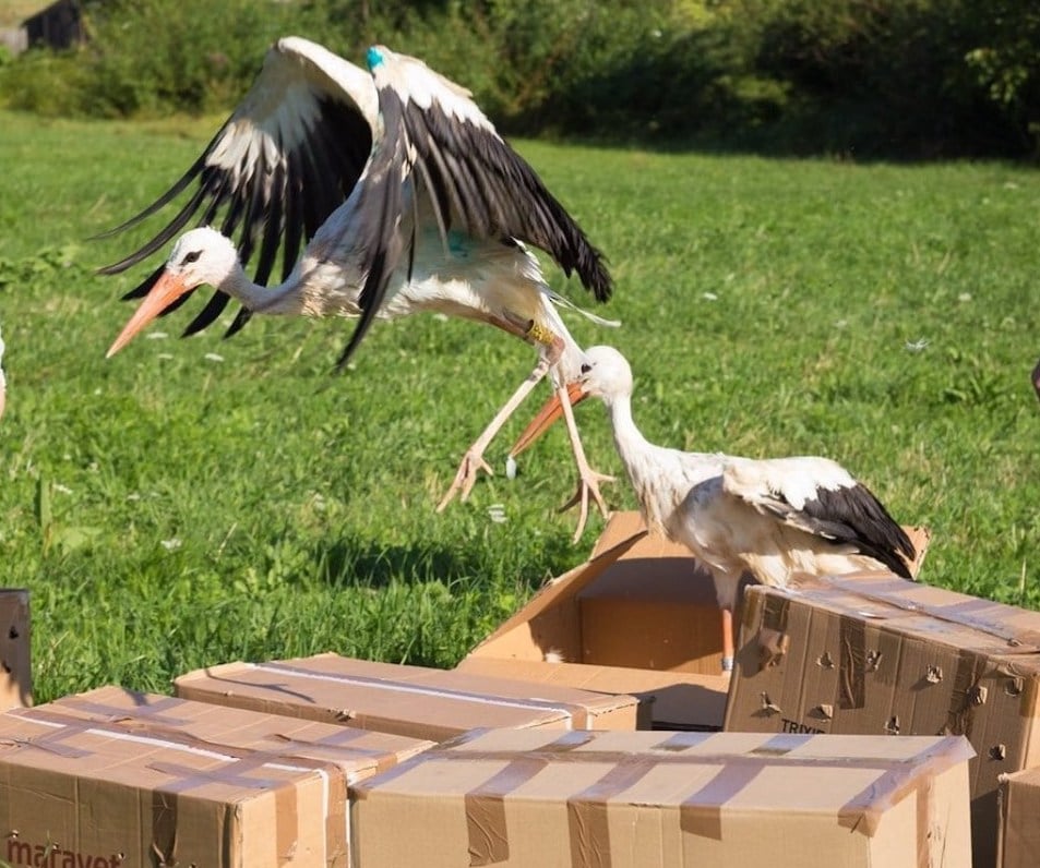 berze-foto-prietenii-berzelor-cristian4-fl0e