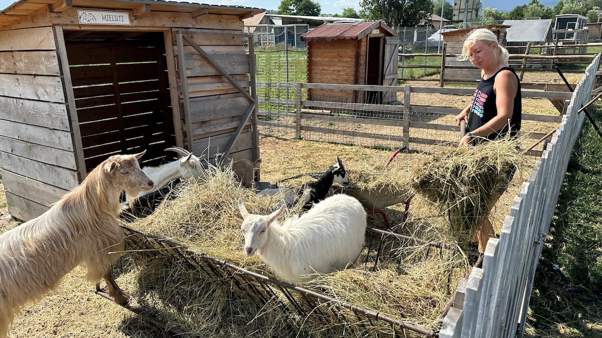 „Pe la Cai”: Am descoperit locul din Sibiu în care adulții și copiii se pot bucura de cai, fermă și jocuri în natură. Proprietar: Vrem să descopere lucrurile pe care le făceam la bunici