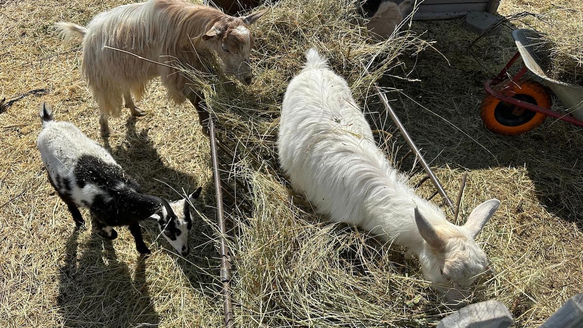 „Pe la Cai”: Am descoperit locul din Sibiu în care adulții și copiii se pot bucura de cai, fermă și jocuri în natură. Proprietar: Vrem să descopere lucrurile pe care le făceam la bunici